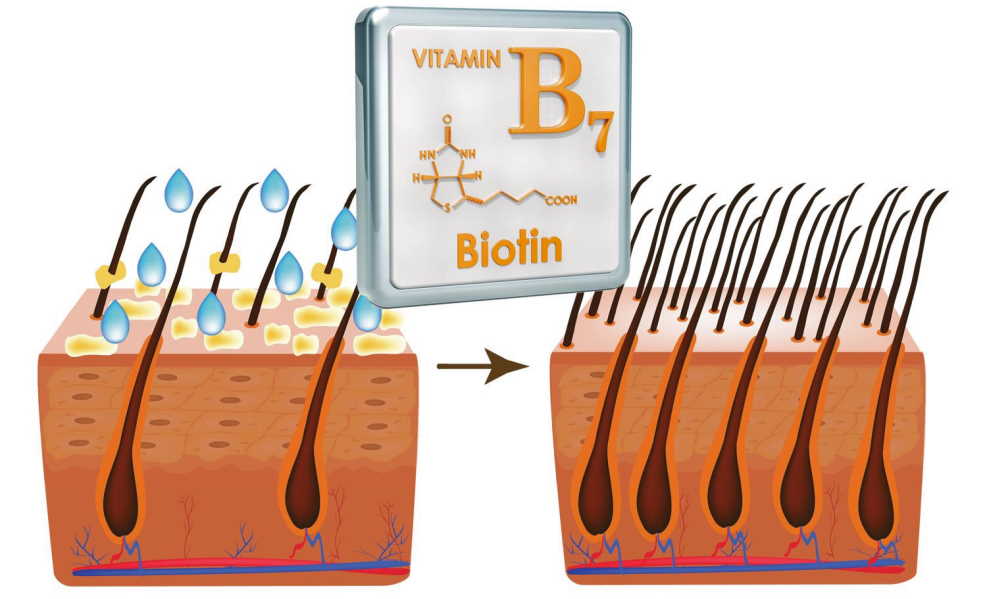 biotin of hair development